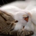 Katze