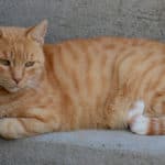 Katze