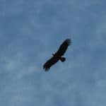 Vogel