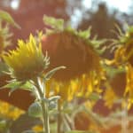 Sonnenblume