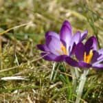 Krokus