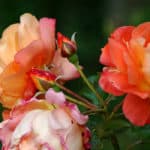 Rosen