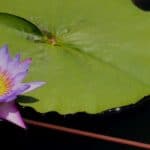 Seerose