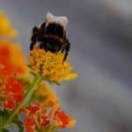 Schmetterling
