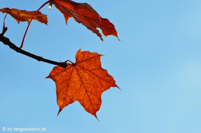 mabon_01