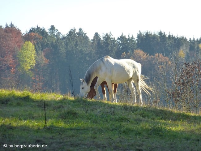 mabon_04