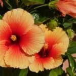 Hibiskus