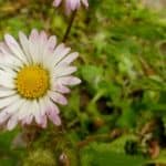 Gänseblümchen