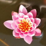 Seerose