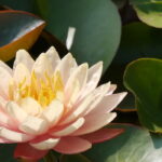 Seerose